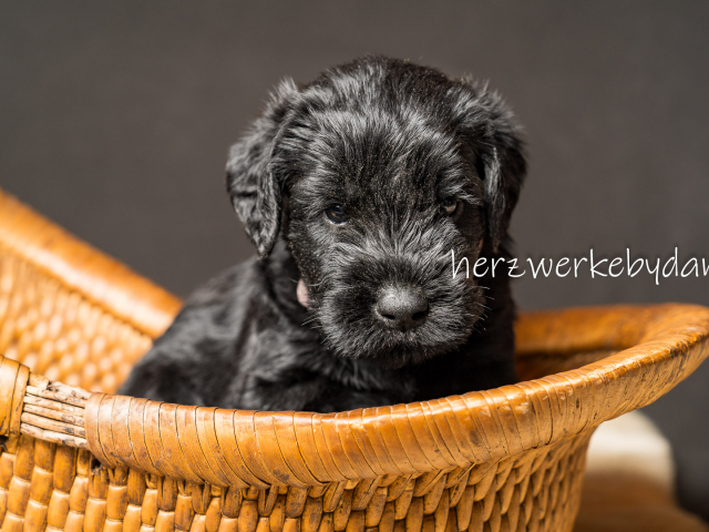 Frau Rosa nach 30 Tagen